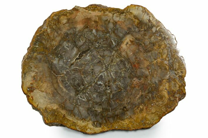 Polished Petrified Wood (Araucaria) Round - Madagascar #355349